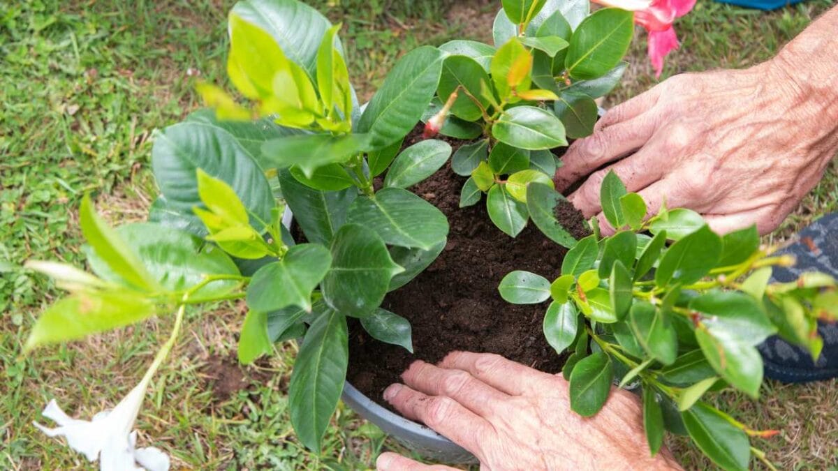 Growing Mandevilla Made Easy: Tips for Care & Maintenance 7 Growing Mandevilla Made Easy: Tips for Care & Maintenance - Dipladenia Plant care ss2277807987