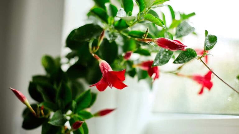 The Essential Guide to Dipladenia Plant Care & Growing 4 Dipladenia plant by window