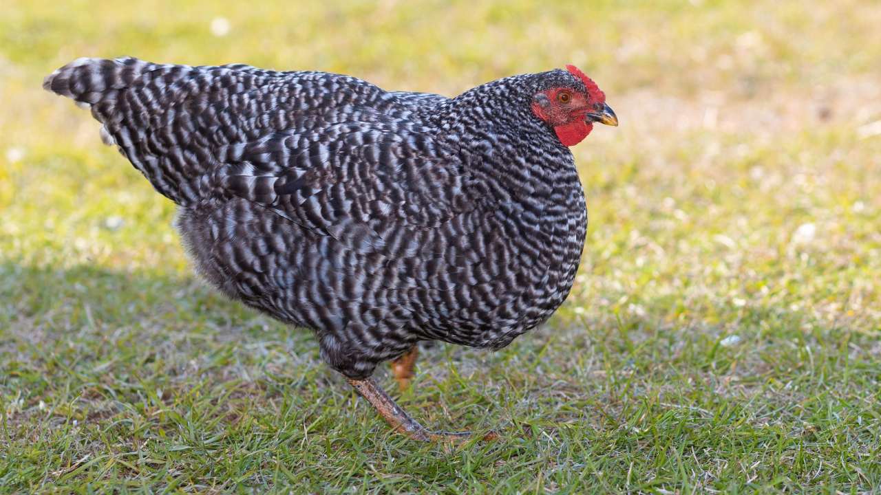 13 Fluffy Chicken Breeds & What They're Best At 6 Dominque chicken