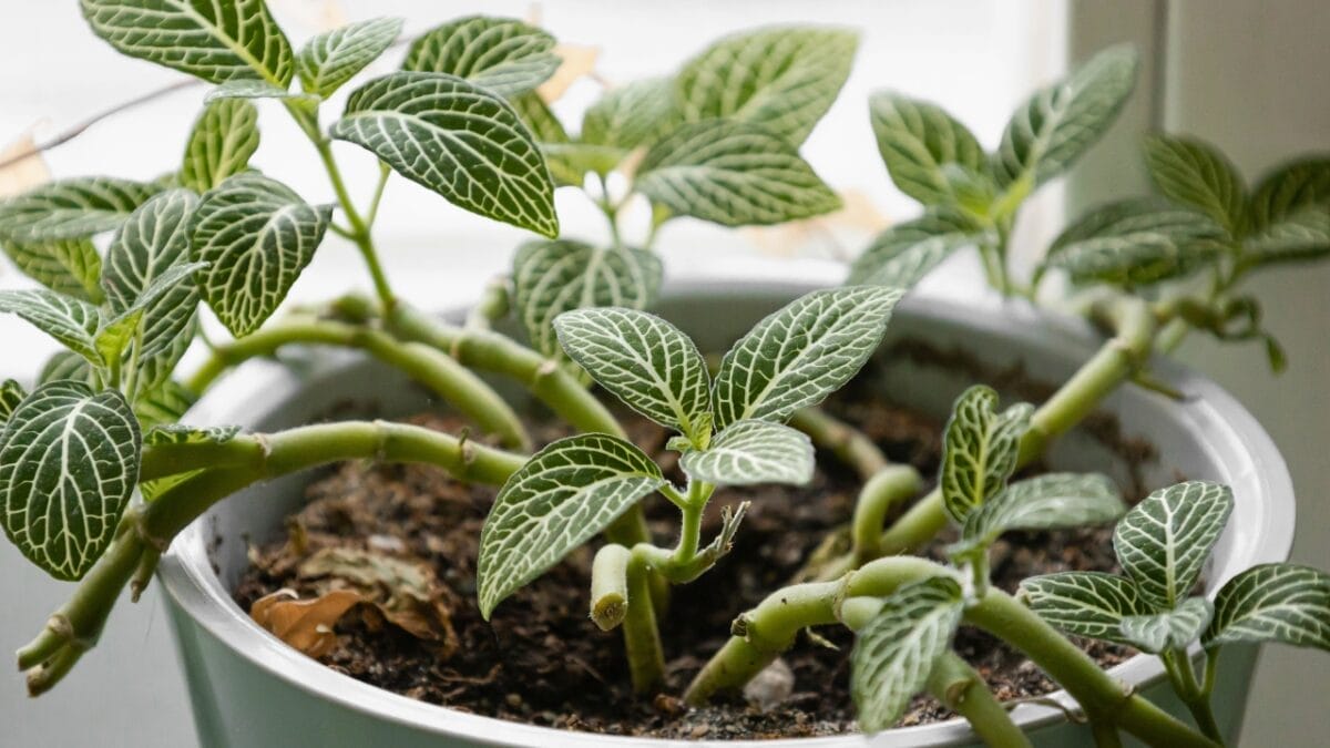 18 Plants That Flourish in Humid Bathrooms 16 18 Plants That Flourish in Humid Bathrooms - Fittonia dp679922880