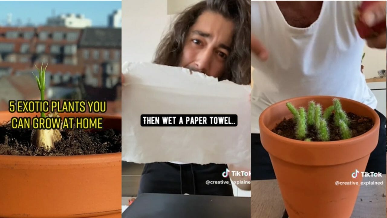 Grow Free Fruit: Using Kitchen Scraps for Homegrown Fruit Trees 7 Image Credit: TikTok @creative_explained.