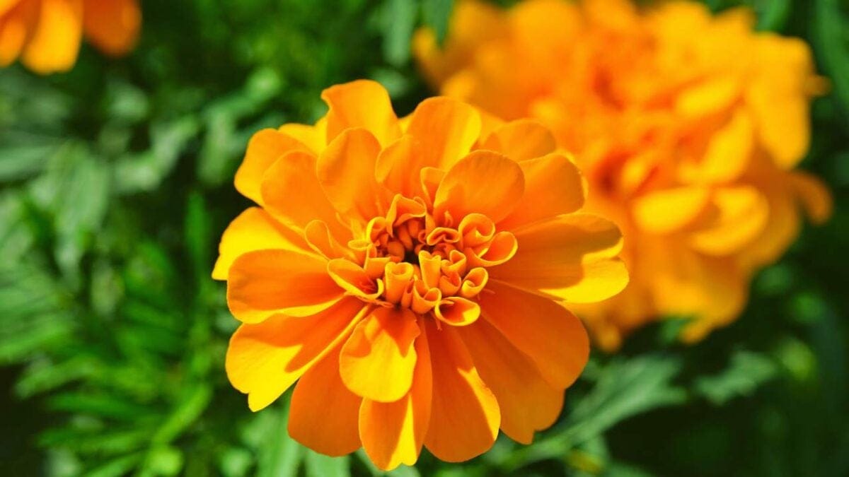 12 Orange Flowers to Brighten Up Your Garden With Their Cheery Hue 3 12 Orange Flowers to Brighten Up Your Garden With Their Cheery Hue - Marigold Tagetes flower ss1509180620