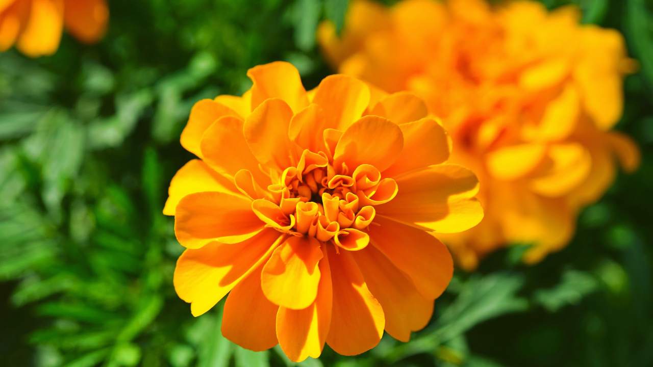 Calendula vs Marigold: The Hidden Differences Revealed 4 Marigold Tagetes flower