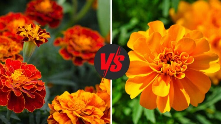 Calendula vs Marigold: The Hidden Differences Revealed 2 Marigold vs calendula flower