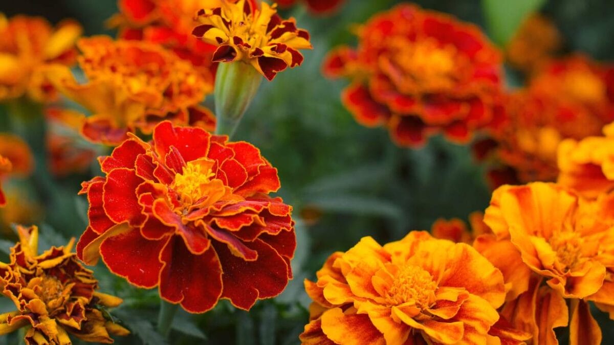 15 Gorgeous Poolside Plants That Repel Wasps and Bees - Marigolds Tagetes erecta ss316806677