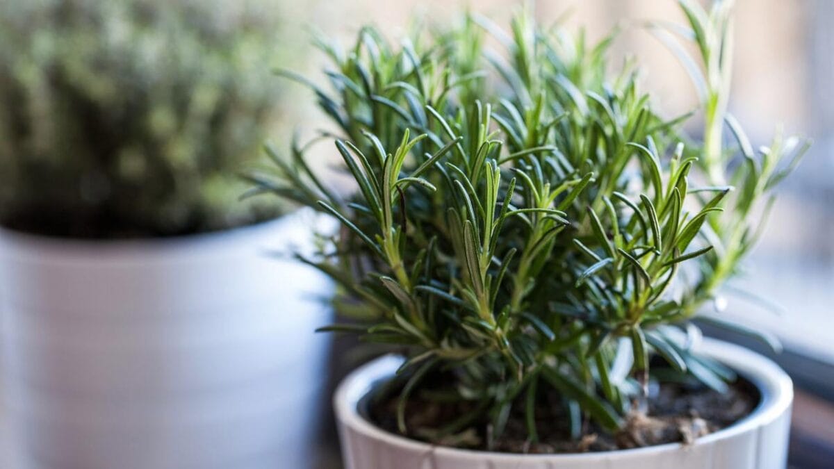 Healing in Your Backyard: 15 Medicinal Plants to Grow - Rosemary herb ss255105661