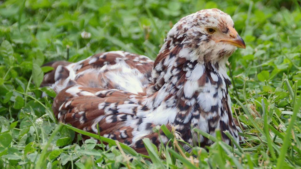 13 Fluffy Chicken Breeds & What They're Best At 8 Russian Orloff Chicken