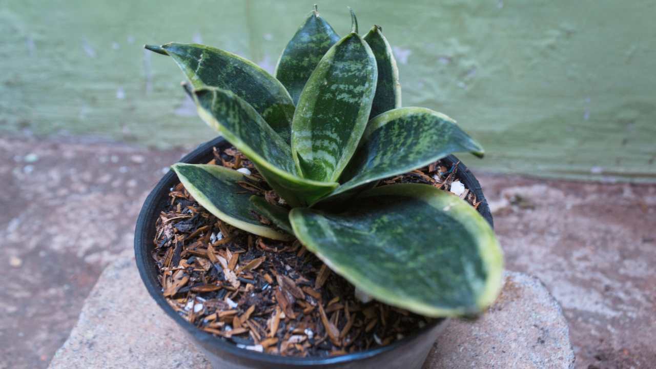 Bird’s Nest Snake Plant Care 101: Complete Guide for Beginners 8 Sanseviera black star