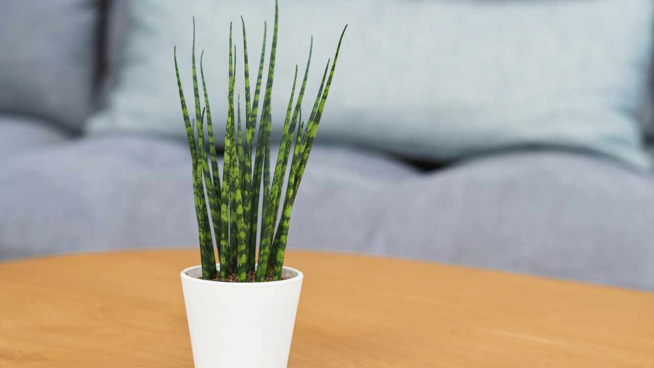 Fernwood Snake Plant: Mikado & 'Punk' Care / Growing Guide 2 Sansevieria Fernwood Mikado
