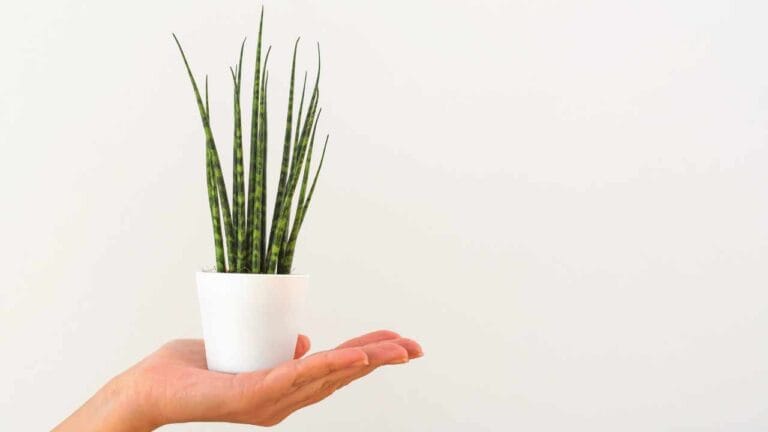 Fernwood Snake Plant: Mikado & 'Punk' Care / Growing Guide 2 holding a Fernwood Snake Plant