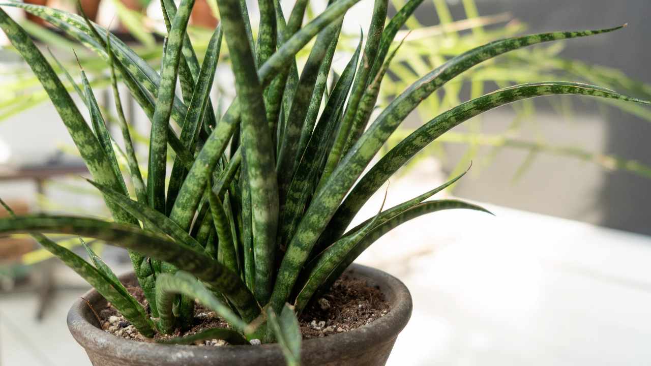 Fernwood Snake Plant: Mikado & 'Punk' Care / Growing Guide 3 Sansevieria Fernwood punk