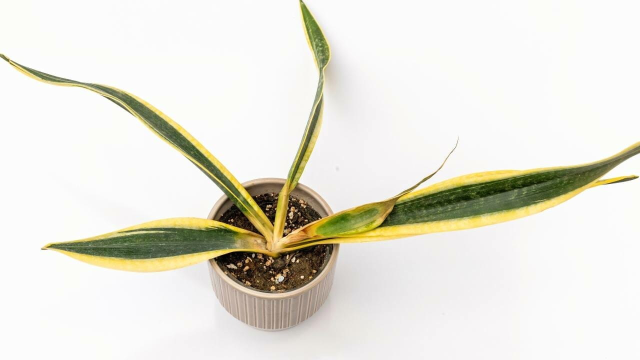 Black Gold Snake Plant Care Guide: Expert Tips & Propagating 4 Sansevieria Trifasciata black gold root rot