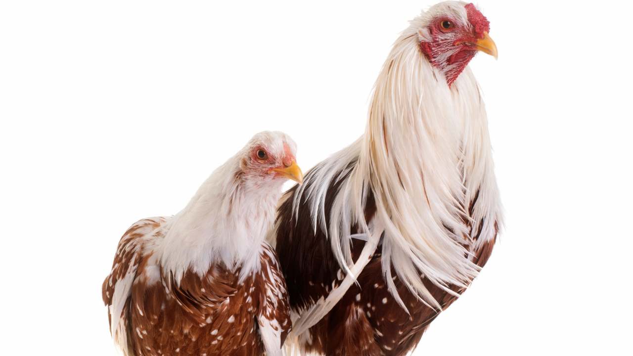 13 Fluffy Chicken Breeds & What They're Best At 12 Yokohama Chickens