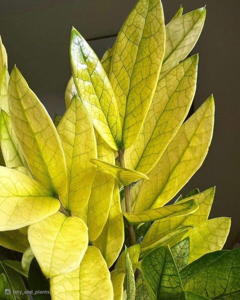 Chameleon ZZ Plant: Care for this Color-Changing Wonder 2 Chameleon ZZ Plant: Care for this Color-Changing Wonder - ZZ Chameleon plant