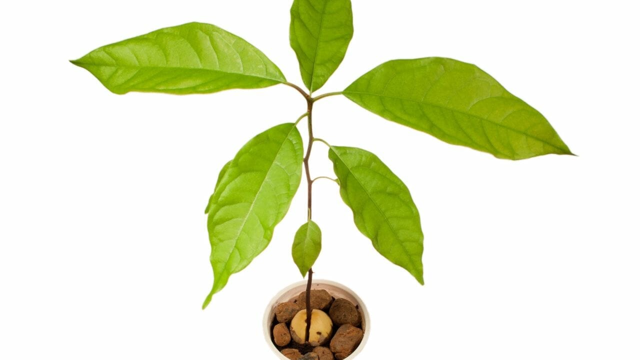 Grow Free Fruit: Using Kitchen Scraps for Homegrown Fruit Trees 2 avocado plant