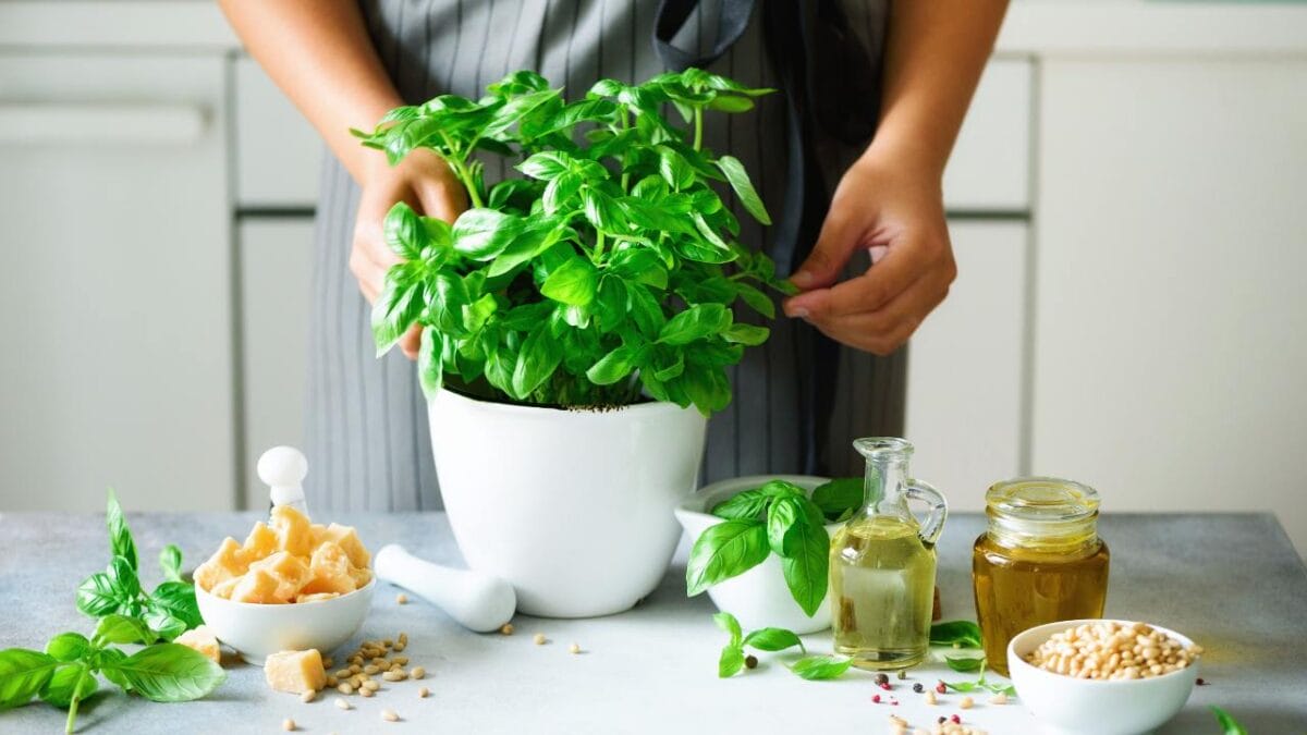 12 Plants That Naturally Repel Fleas: What to Know & Grow 5 12 Plants That Naturally Repel Fleas: What to Know & Grow - basil herbs ss737608135