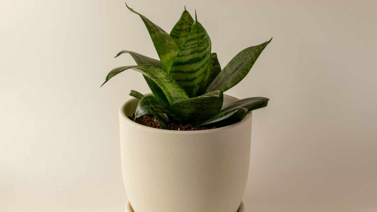 Bird’s Nest Snake Plant Care 101: Complete Guide for Beginners 3 birds nest snake plant in white pot