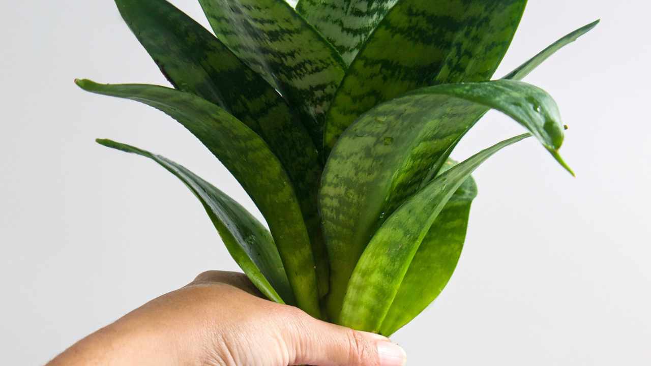 Bird’s Nest Snake Plant Care 101: Complete Guide for Beginners 5 holding a snake plant 'birds nest'