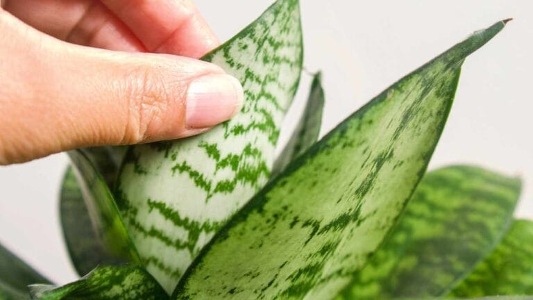 Bird’s Nest Snake Plant Care 101: Complete Guide for Beginners 1 birds nest snake plant leaves