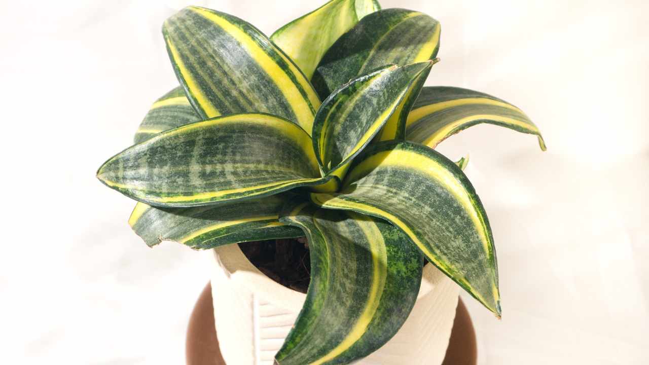 Bird’s Nest Snake Plant Care 101: Complete Guide for Beginners 7 Golden Hahnii snake plant