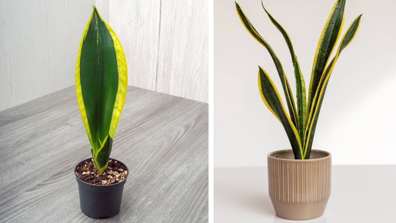 Black Gold Snake Plant Care Guide: Expert Tips & Propagating 3 black gold extreme snake plant