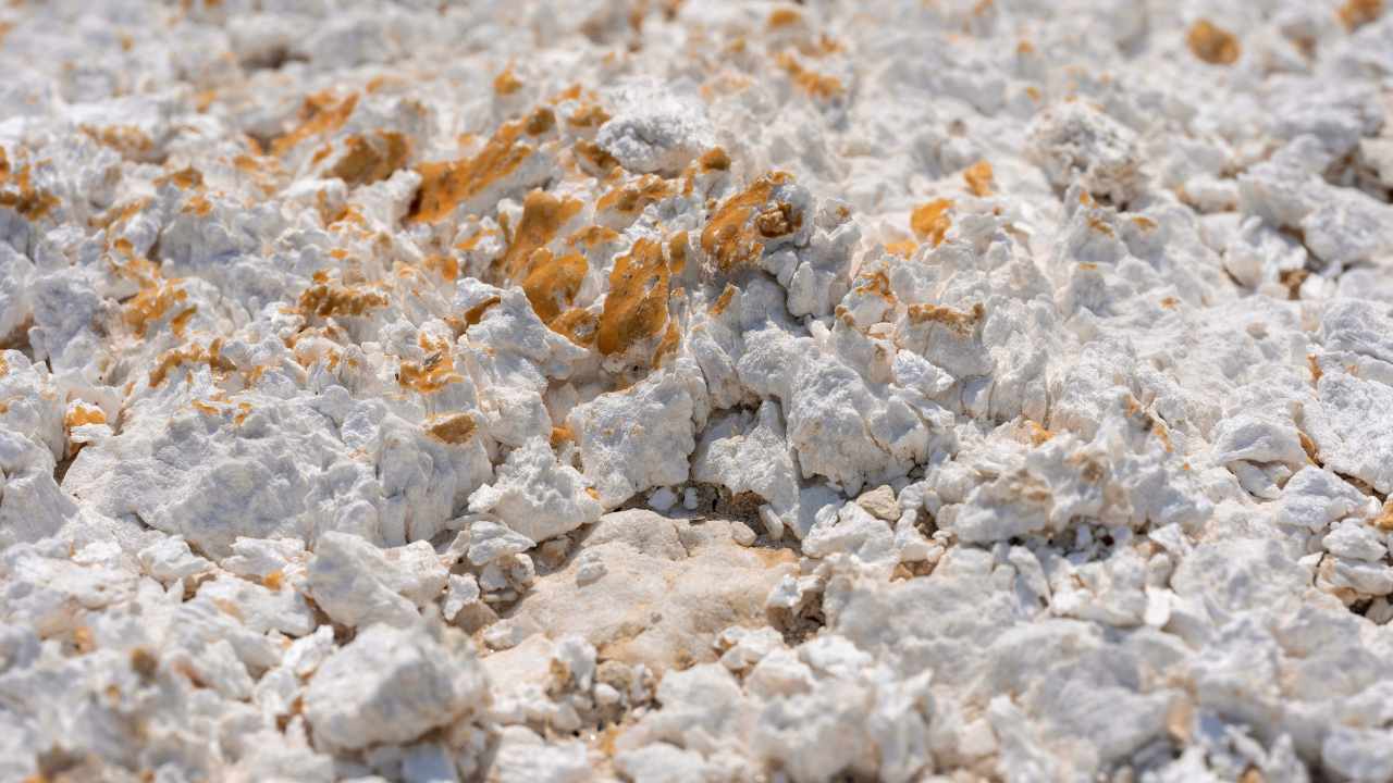 Snake Plant Splitting Leaves: 9 Most Common Causes & Simple Solutions 8 boron