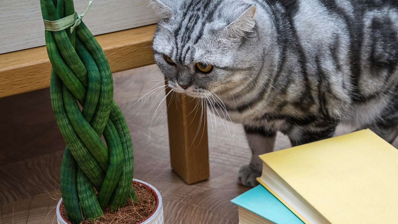 Braided Snake Plant: How-to Braid Like a Pro & Care Guide 3 braided snake plant and cat