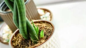 Braided Snake Plant: How-to Braid Like a Pro & Care Guide 1 braided snake plant in white pot