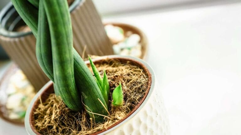 Braided Snake Plant: How-to Braid Like a Pro & Care Guide 7 braided snake plant in white pot