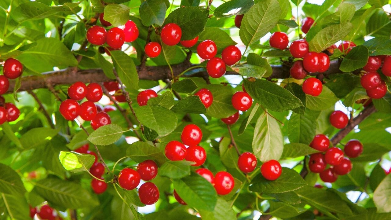 Grow Free Fruit: Using Kitchen Scraps for Homegrown Fruit Trees 4 cherry tree