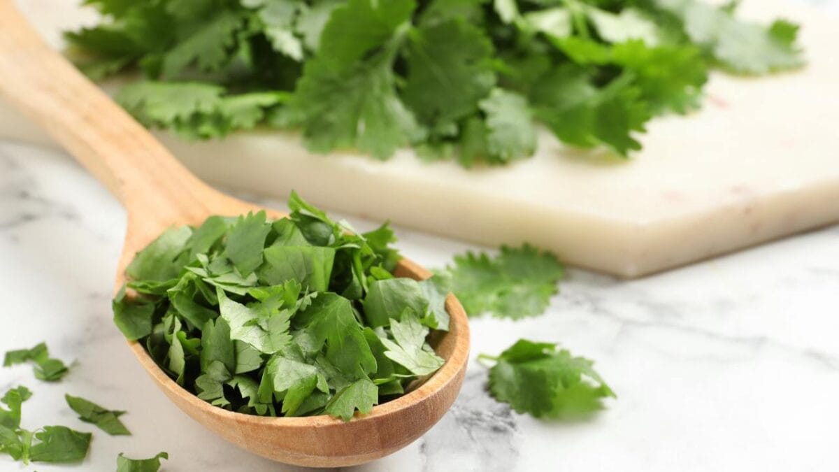 15 Herbs You Can Grow Indoors Without a Backyard (or a Clue) 10 15 Herbs You Can Grow Indoors Without a Backyard (or a Clue) - cilantro herb ss2015529080