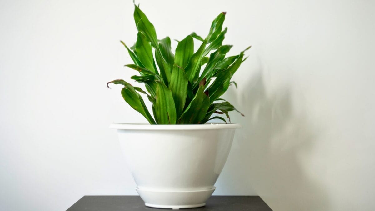 10 Worst Plants to Grow: These Will Test Your Patience & Sanity 10 10 Worst Plants to Grow: These Will Test Your Patience & Sanity - corn plant dp412687348