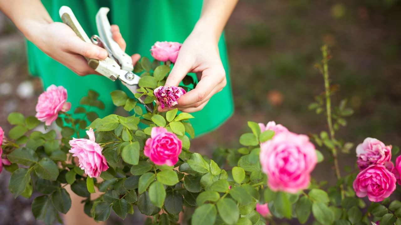 Caught Green-Handed: The Hilarious Way One Gardener Fought Back Against Plant Thieves 2 cutting roses