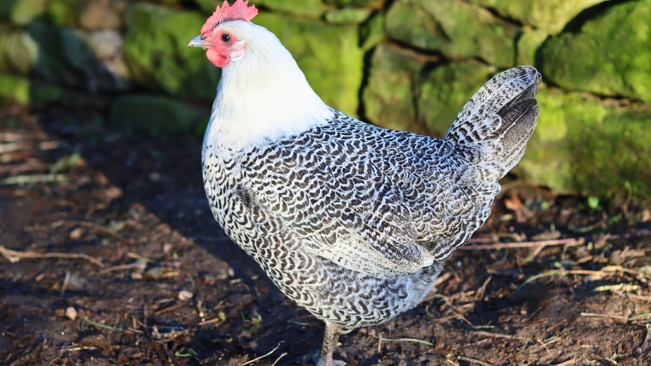 10 Most Expensive Chicken Breeds in the World 6 10 Most Expensive Chicken Breeds in the World - deathlayer chicken
