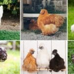 13 Fluffy Chicken Breeds & What They're Best At 24 fluffy chicken breeds