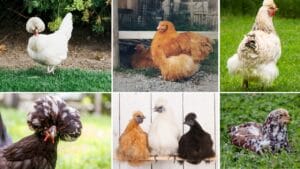 13 Fluffy Chicken Breeds & What They're Best At 1 fluffy chicken breeds