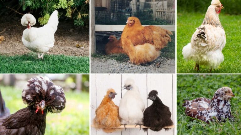13 Fluffy Chicken Breeds & What They're Best At 3 fluffy chicken breeds