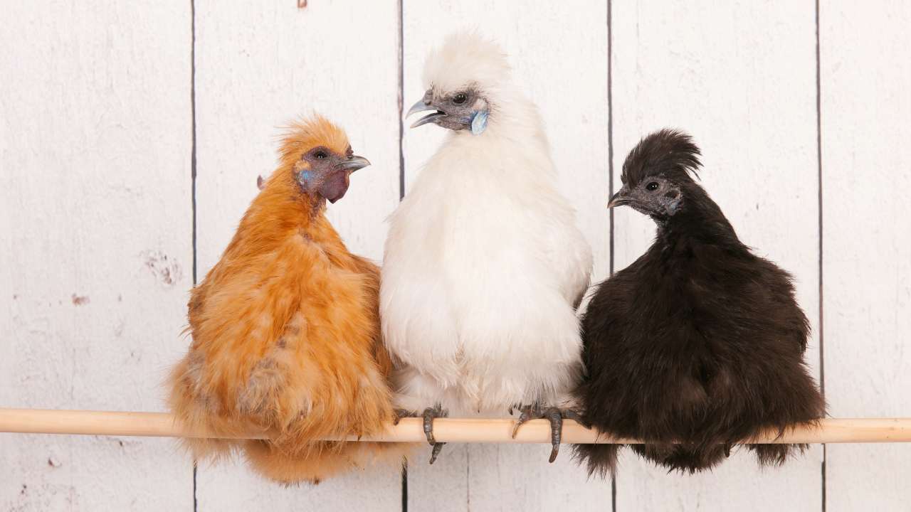 13 Fluffy Chicken Breeds & What They're Best At 2 fluffy silkie chickens