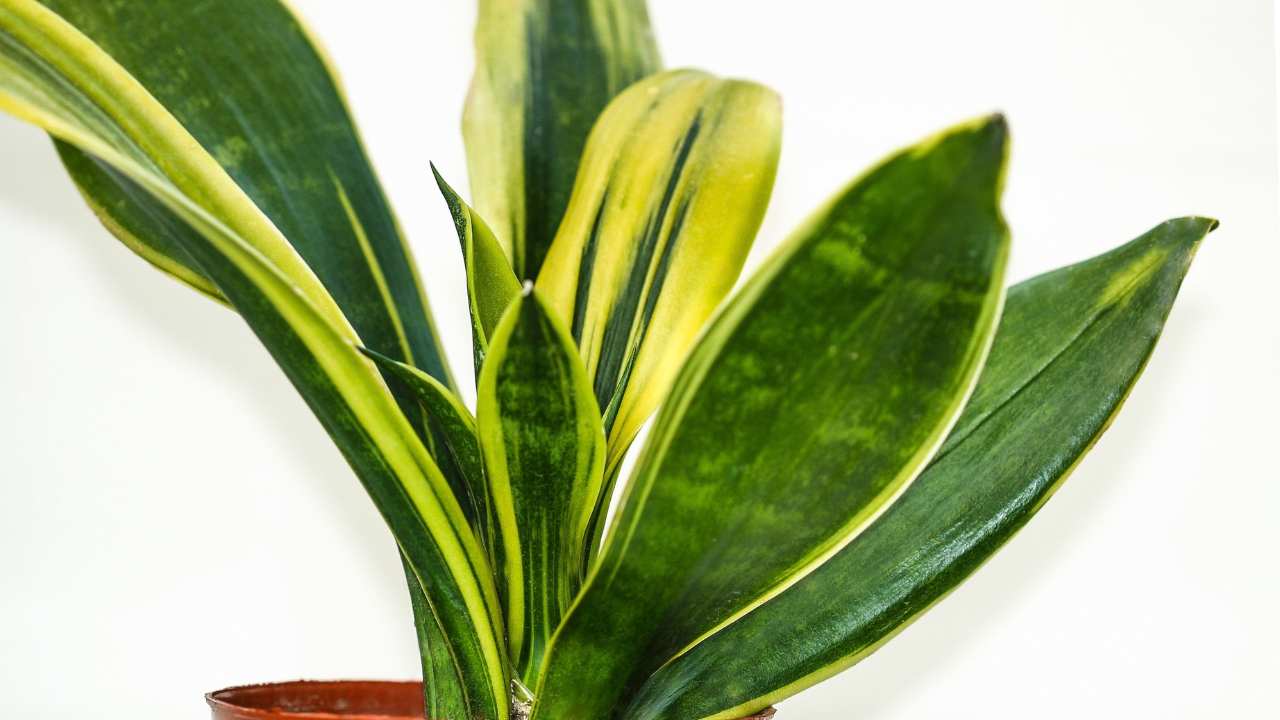 Gold Flame Snake Plant 101: Essential Care Guide & Tips 3 Sansevieria Trifasciata Gold Flame leaves