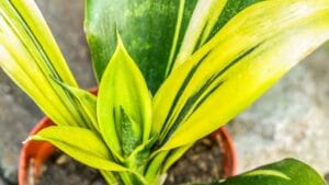 Gold Flame Snake Plant 101: Essential Care Guide & Tips 1 gold flame snake plant closeup