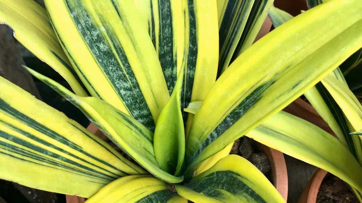 14 Sleep-Enhancing Bedroom Plants 5 14 Sleep-Enhancing Bedroom Plants - gold flame snake plant ss21862445823