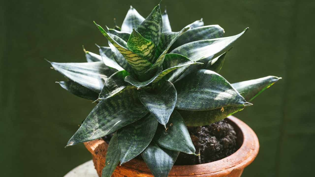 Bird’s Nest Snake Plant Care 101: Complete Guide for Beginners 6 green hahnii plant