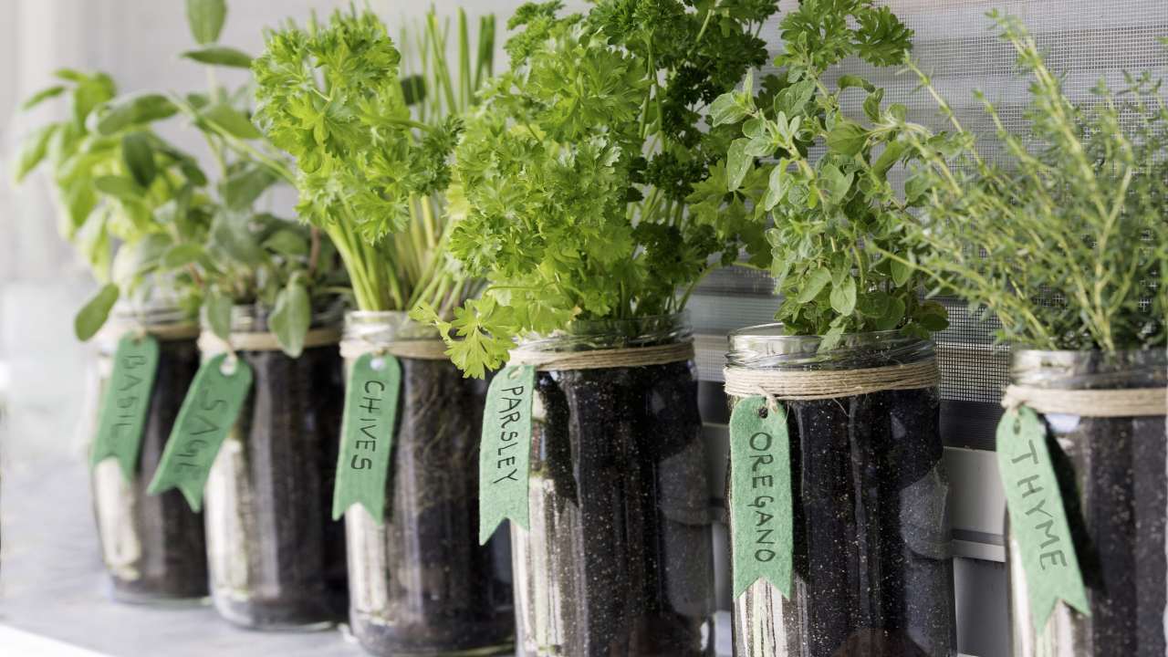How to Cultivate Your Own Flavorful Herb Garden at Home - growing green herbs ss690225742