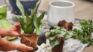Snake Plant Not Growing? Here’s What to Do 1 looking for solution of a snake plant not growing