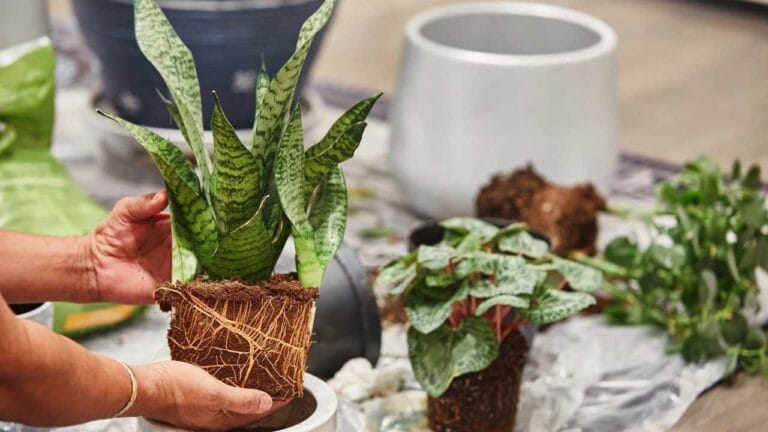 Snake Plant Not Growing? Here’s What to Do 5 looking for solution of a snake plant not growing
