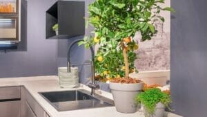 Grow Free Fruit: Using Kitchen Scraps for Homegrown Fruit Trees 1 indoor fruit tree kitchen