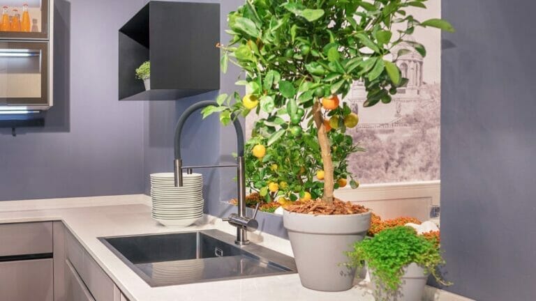 Grow Free Fruit: Using Kitchen Scraps for Homegrown Fruit Trees 3 indoor fruit tree kitchen