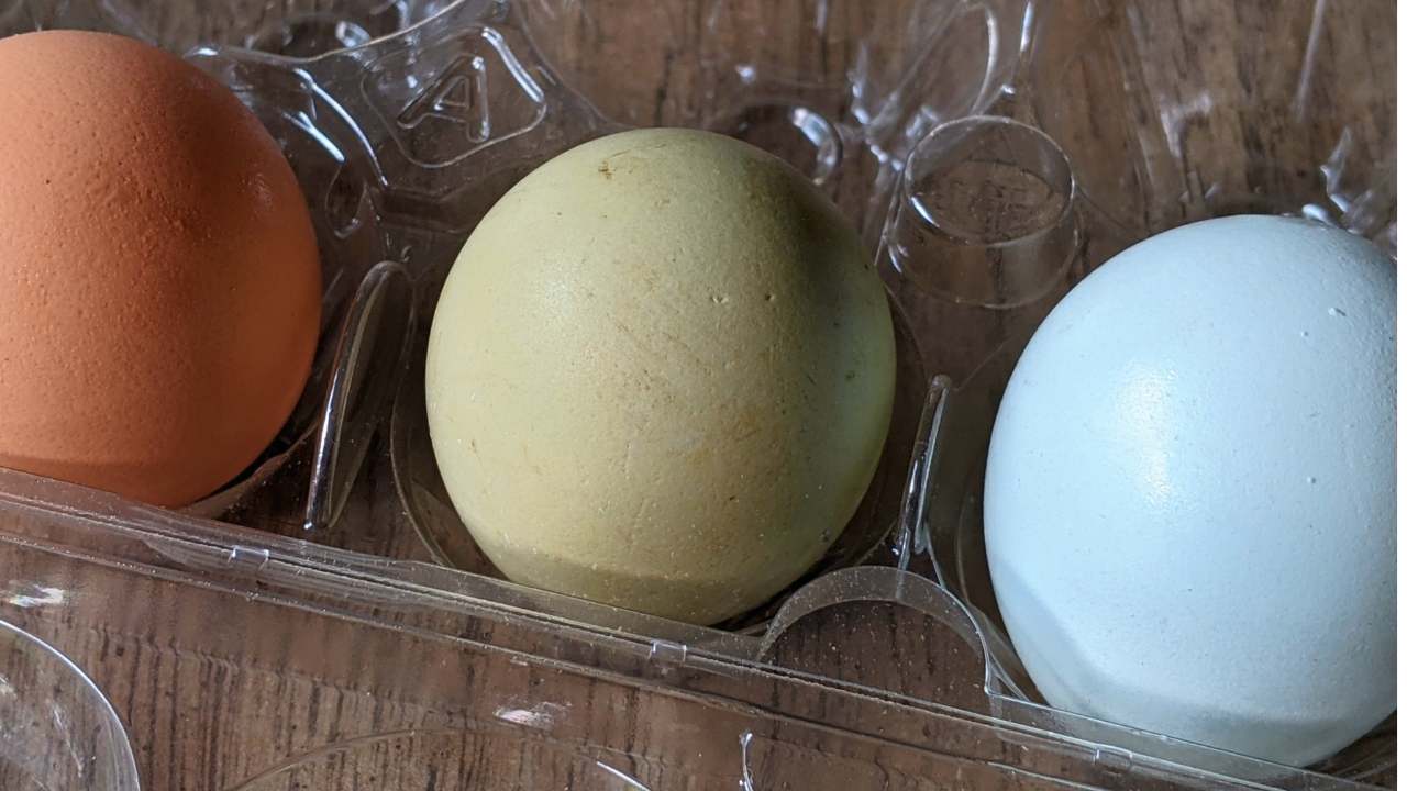 Olive Eggers: The Game-Changing Chickens You Need in Your Flock 3 olive egger chicken egg