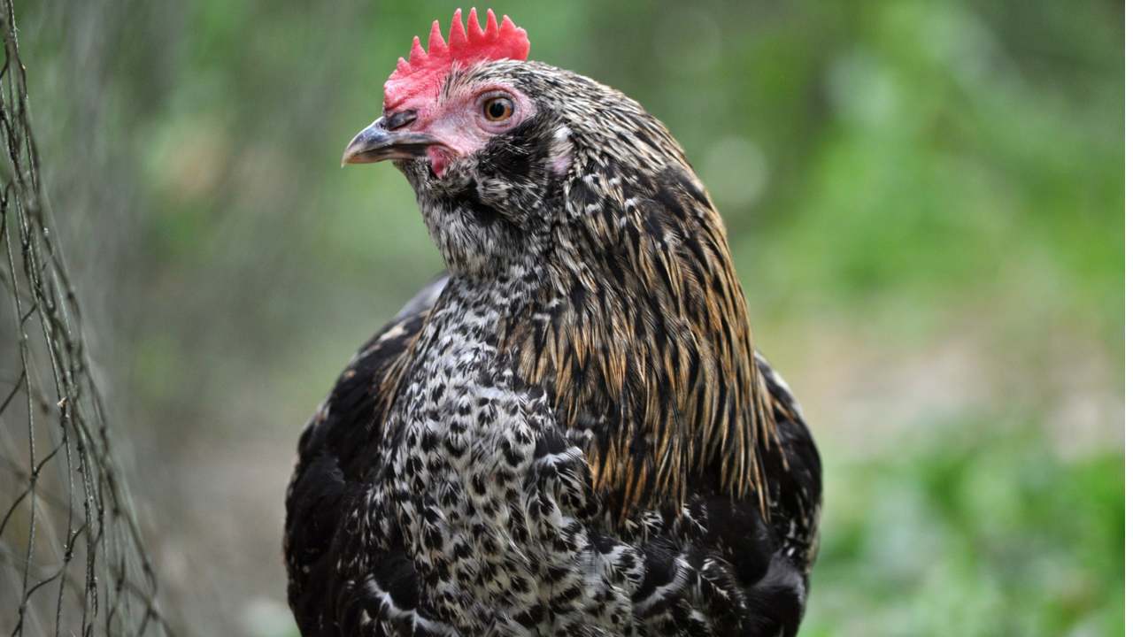 Olive Eggers: The Game-Changing Chickens You Need in Your Flock 4 closeup of olive egger chicken
