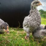 Olive Eggers: The Game-Changing Chickens You Need in Your Flock 26 olive egger chickens